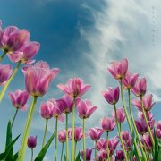 狗年姓干男孩名字大全 属狗干姓男宝宝起名2018