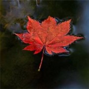 狗年姓应男孩名字大全 属狗应姓男宝宝起名2018