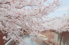 狗年姓钮男孩名字大全 属狗钮姓男宝宝起名2018