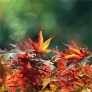 狗年姓宗男孩名字大全 属狗宗姓男宝宝起名2018