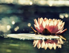 狗年姓龙男孩名字大全 属狗龙姓男宝宝起名2018