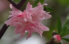 狗年姓宗政男孩名字大全 属狗宗政姓男宝宝起名2018