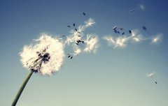 狗年姓诸葛男孩名字大全 属狗诸葛姓男宝宝起名2018