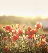 姓夏侯男孩寓意吉祥的名字大全