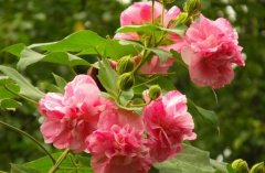 姓林男孩时尚的名字