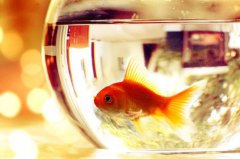 姓齐男孩名字属猪2019好听的