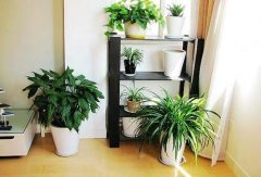 姓储男孩名字属猪2019好听的