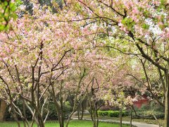 姓伊男孩名字属猪2019好听的