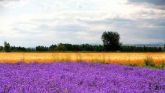 姓班男孩名字属猪2019好听的