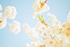 姓栾男孩名字属猪2019好听的