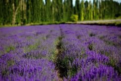 姓蒲男孩名字属猪2019好听的