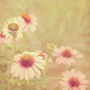 姓寇男孩名字属猪2019好听的