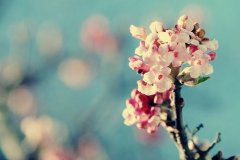 姓禄男孩名字属猪2019好听的