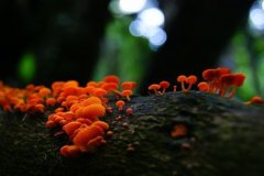 姓国男孩名字属猪2019好听的