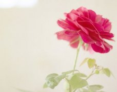 姓诸葛男孩名字属猪2019好听的