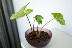 姓闾丘男孩名字属猪2019好听的