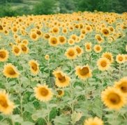 2019姓凤男孩名字洋气的