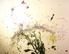 属猪姓仲男孩名字2019