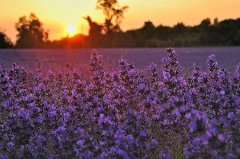 猪年米姓男孩名字