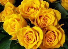 赵姓女孩名字大全属猪