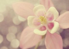 倪姓女孩名字猪年