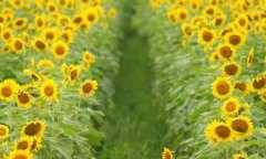 皮姓女孩的洋气名字