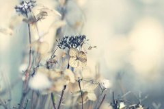 姓屈的女孩名字大全 屈姓女孩起名