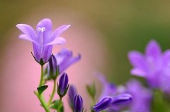 2017年姓冯的女孩名字大全 属鸡冯姓女宝宝起名