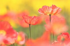 姓哈的女孩名字大全 哈姓女孩起名