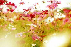 2017年姓姜的女孩名字大全 属鸡姜姓女宝宝起名