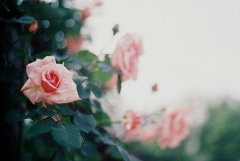 2017年姓褚的女孩名字大全 属鸡褚姓女宝宝起名