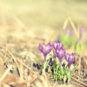 2017姓屈的女孩名字大全 属鸡屈姓女宝宝起名