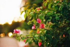 2017姓甄的女孩名字大全 属鸡甄姓女宝宝起名