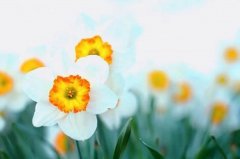 2017姓甘的女孩名字大全 属鸡甘姓女宝宝起名