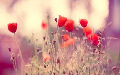 2017姓黎的女孩名字大全 属鸡黎姓女宝宝起名