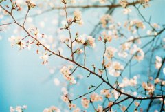 2017姓詹的女孩名字大全 属鸡詹姓女宝宝起名