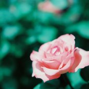 2017姓关的女孩名字大全 属鸡关姓女宝宝起名