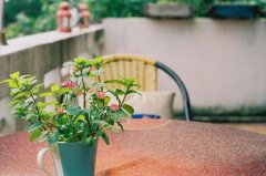 2017姓公孙的女孩名字大全 属鸡公孙姓女宝宝起名