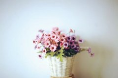 2017姓申屠的女孩名字大全 属鸡申屠姓女宝宝起名