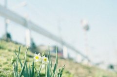 2017姓太叔的女孩名字大全 属鸡太叔姓女宝宝起名