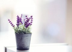 2017姓公羊的女孩名字大全 属鸡公羊姓女宝宝起名