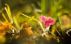 2017姓宇文的女孩名字大全 属鸡宇文姓女宝宝起名