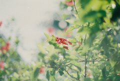 2017姓司空的女孩名字大全 属鸡司空姓女宝宝起名