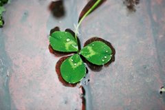 姓华女孩三个字名字大全 华姓3个字女宝宝起名