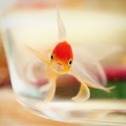 姓尤女孩三个字名字大全 尤姓3个字女宝宝起名