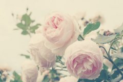 姓司女孩三个字名字大全 司姓3个字女宝宝起名