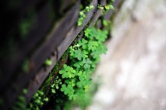 姓燕女孩三个字名字大全 燕姓3个字女宝宝起名