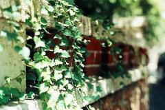 姓丰女孩三个字名字大全 丰姓3个字女宝宝起名