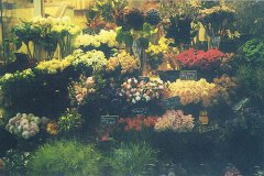 姓申屠女孩三个字名字大全 申屠姓3个字女宝宝起名