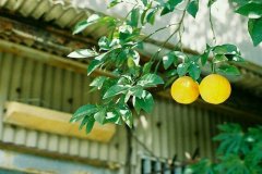 姓牟女孩三个字名字大全 牟姓3个字女宝宝起名